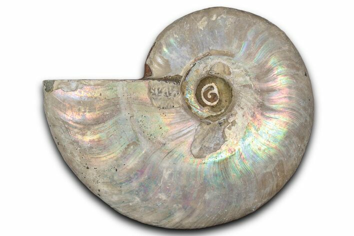 Silver Iridescent Ammonite (Cleoniceras) Fossil - Madagascar #346723
